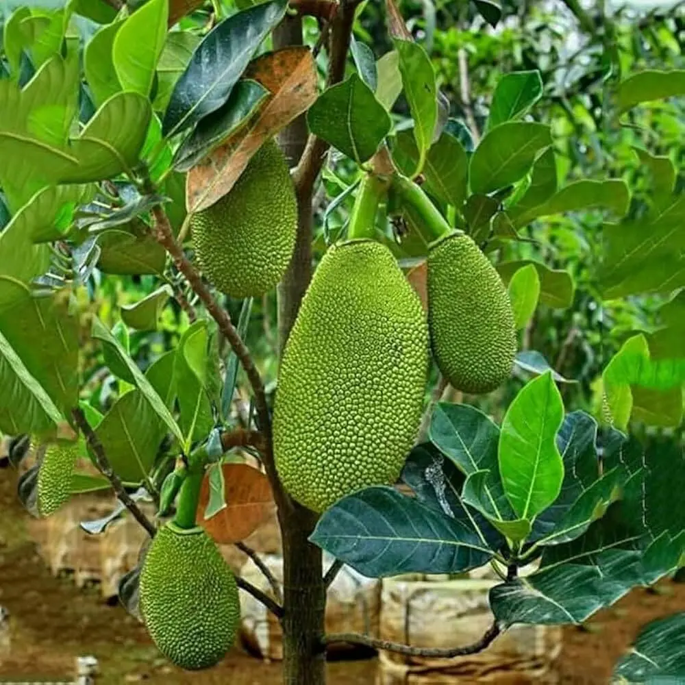 जैक फ्रूट पौधा